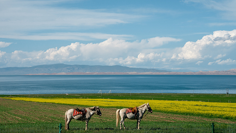 Horses on the grassland around Qinghai Lake