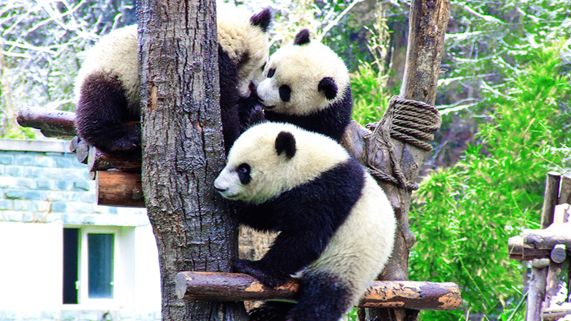 Cute giant pandas