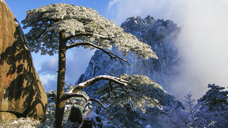 Snow Above the Pine Greeting Guests
