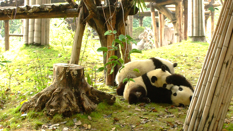 Cute pandas are having fun with each other