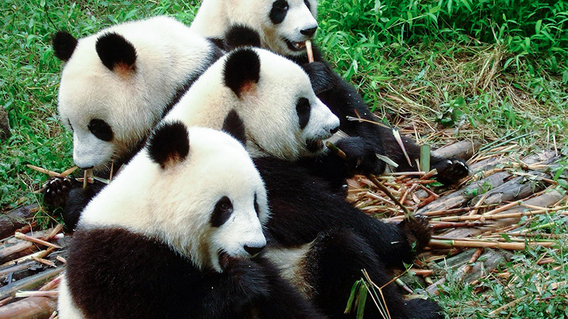 Lovely Giant Pandas in Chengdu
