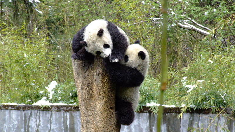Cute young pandas in Chengdu