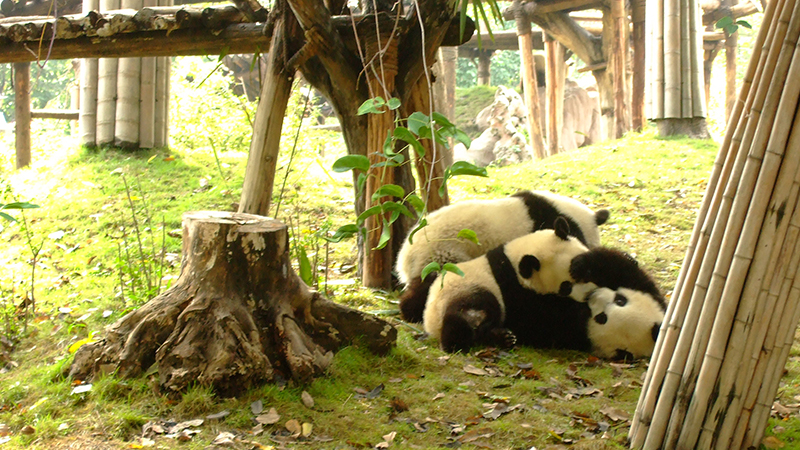 Baby pandas are having fun with each other