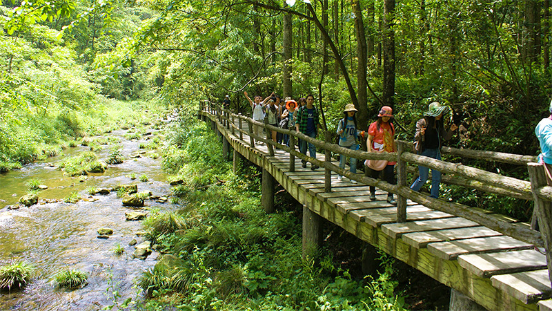 Trekking along the Golden Whip Stream